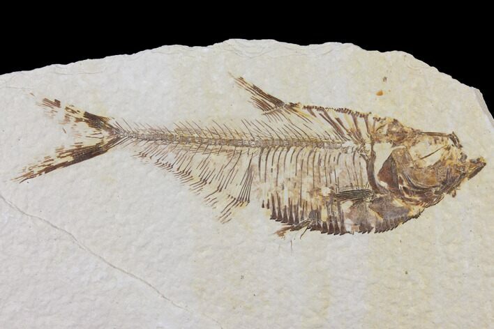 Diplomystus Fossil Fish - Wyoming #101181